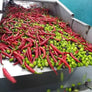 Red Cayenne Chili Olive Oil - Whole Fruit Agrumato Method