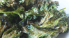 Oven Baked Spicy Harissa Kale Chips