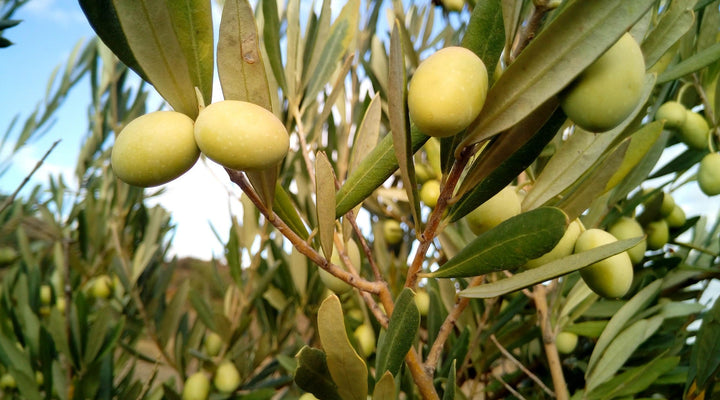 The Tablespoon a Day Habit — Why People Take EVOO Like a Supplement